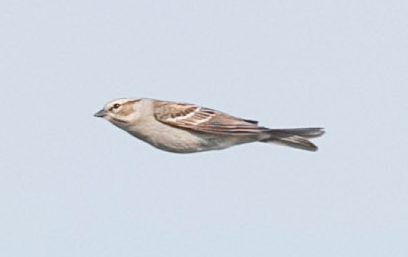 Chipping x Clay-colored Sparrow (hybrid) - ML159647841
