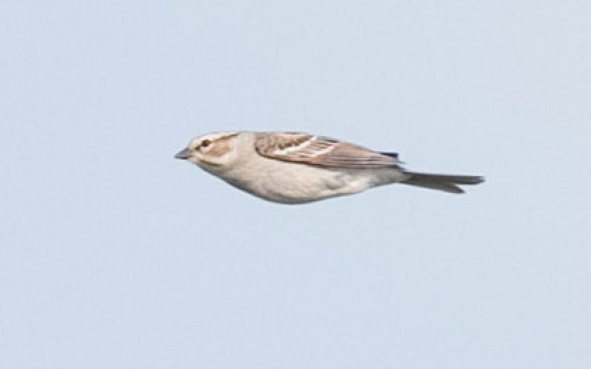 Chipping x Clay-colored Sparrow (hybrid) - ML159647851