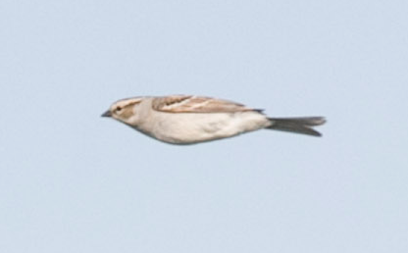 Chipping x Clay-colored Sparrow (hybrid) - ML159647861