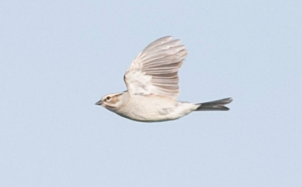 Chipping x Clay-colored Sparrow (hybrid) - ML159647871