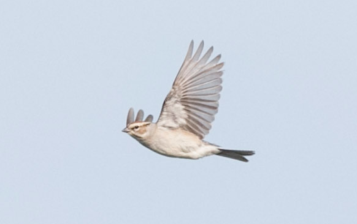 Chipping x Clay-colored Sparrow (hybrid) - ML159647891
