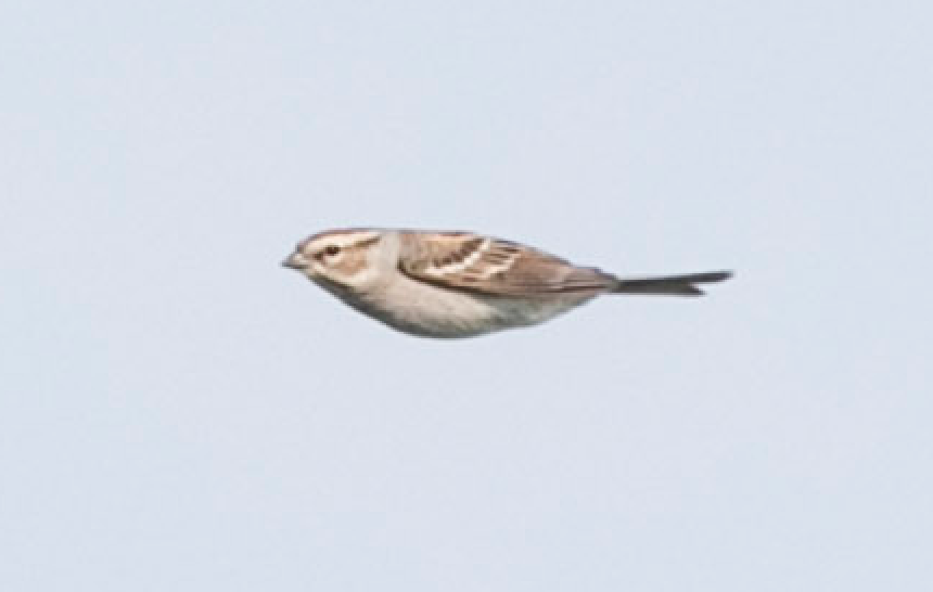 Chipping x Clay-colored Sparrow (hybrid) - ML159647901