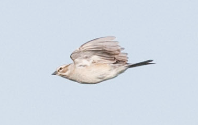 Chipping x Clay-colored Sparrow (hybrid) - ML159647911