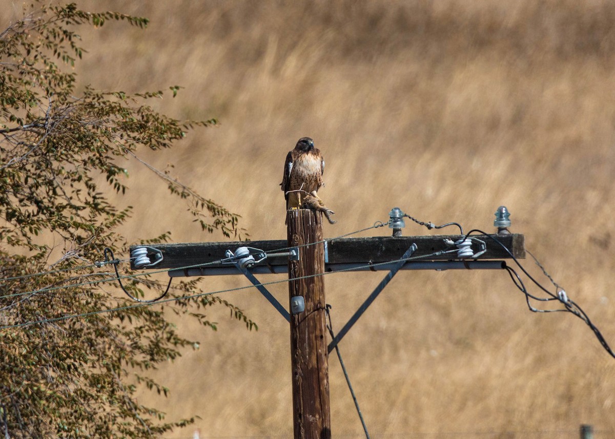 Red-tailed Hawk - ML159649321