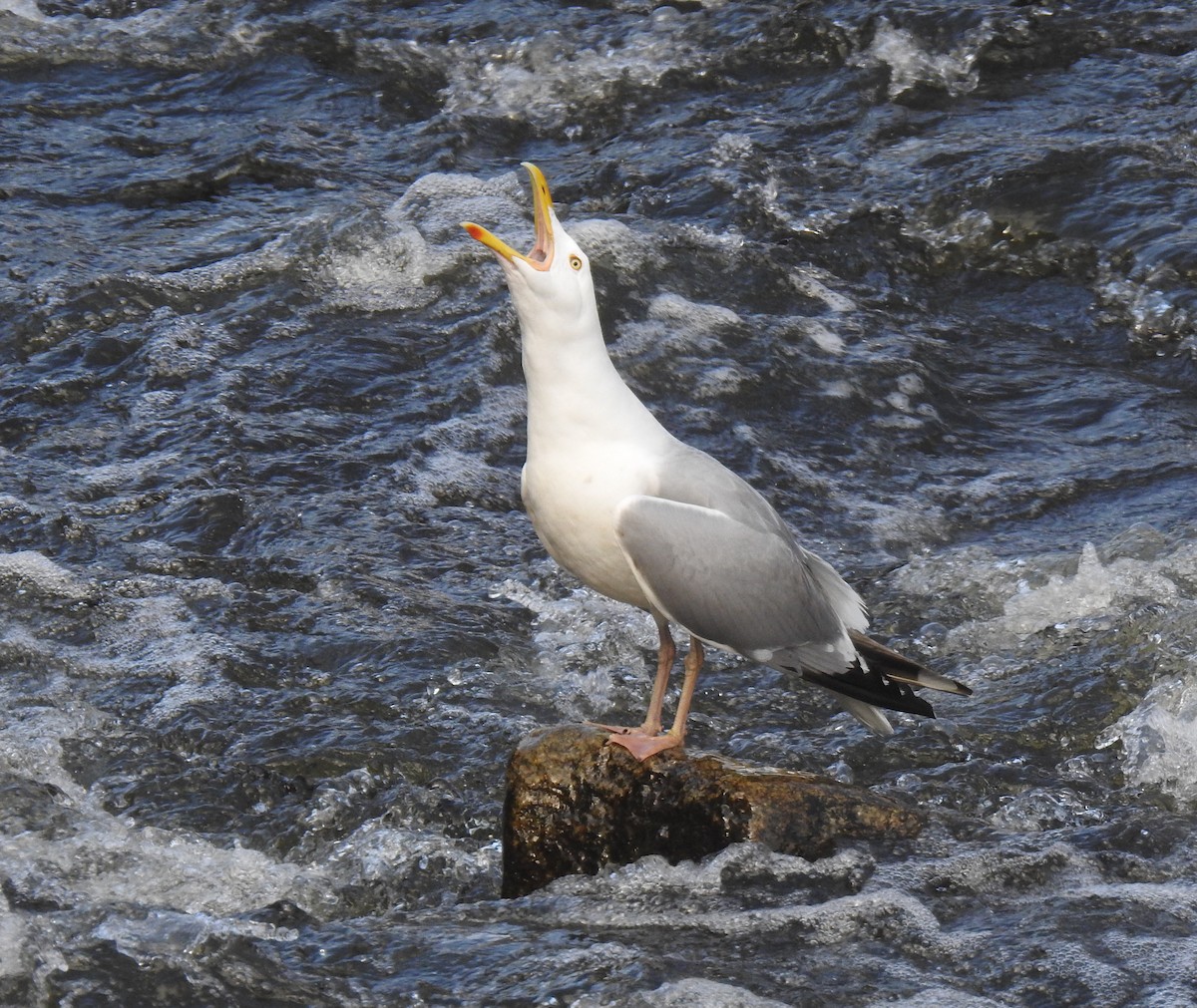 Herring Gull - Glenn Hodgkins