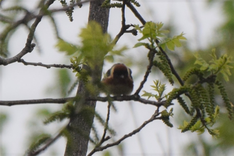 Bay-breasted Warbler - ML159651451