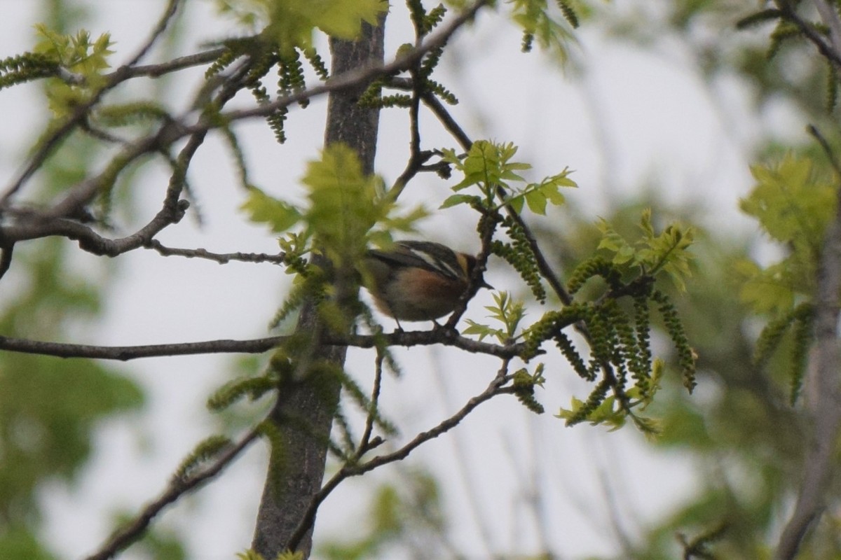 Bay-breasted Warbler - ML159651481