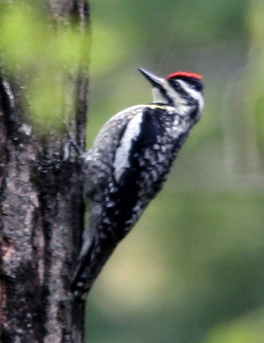 Yellow-bellied Sapsucker - ML159651641