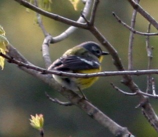 Magnolia Warbler - ML159651791