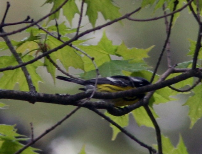 Magnolia Warbler - ML159651811