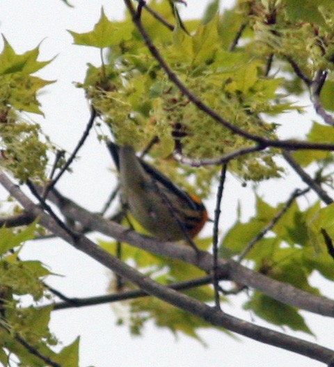 Blackburnian Warbler - Ed Sharron