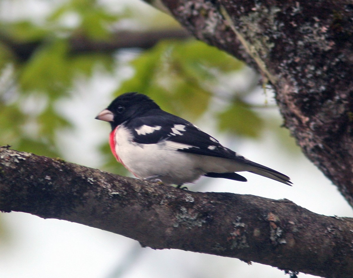 Rose-breasted Grosbeak - ML159652101