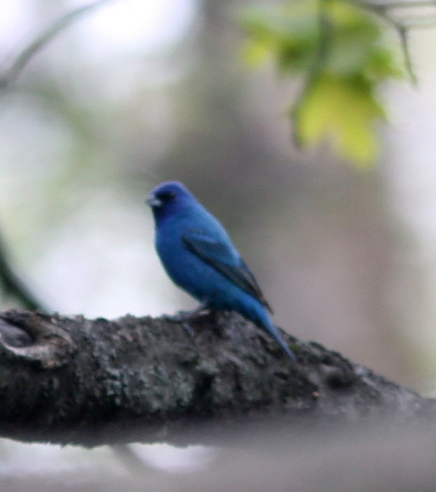 Indigo Bunting - ML159652131