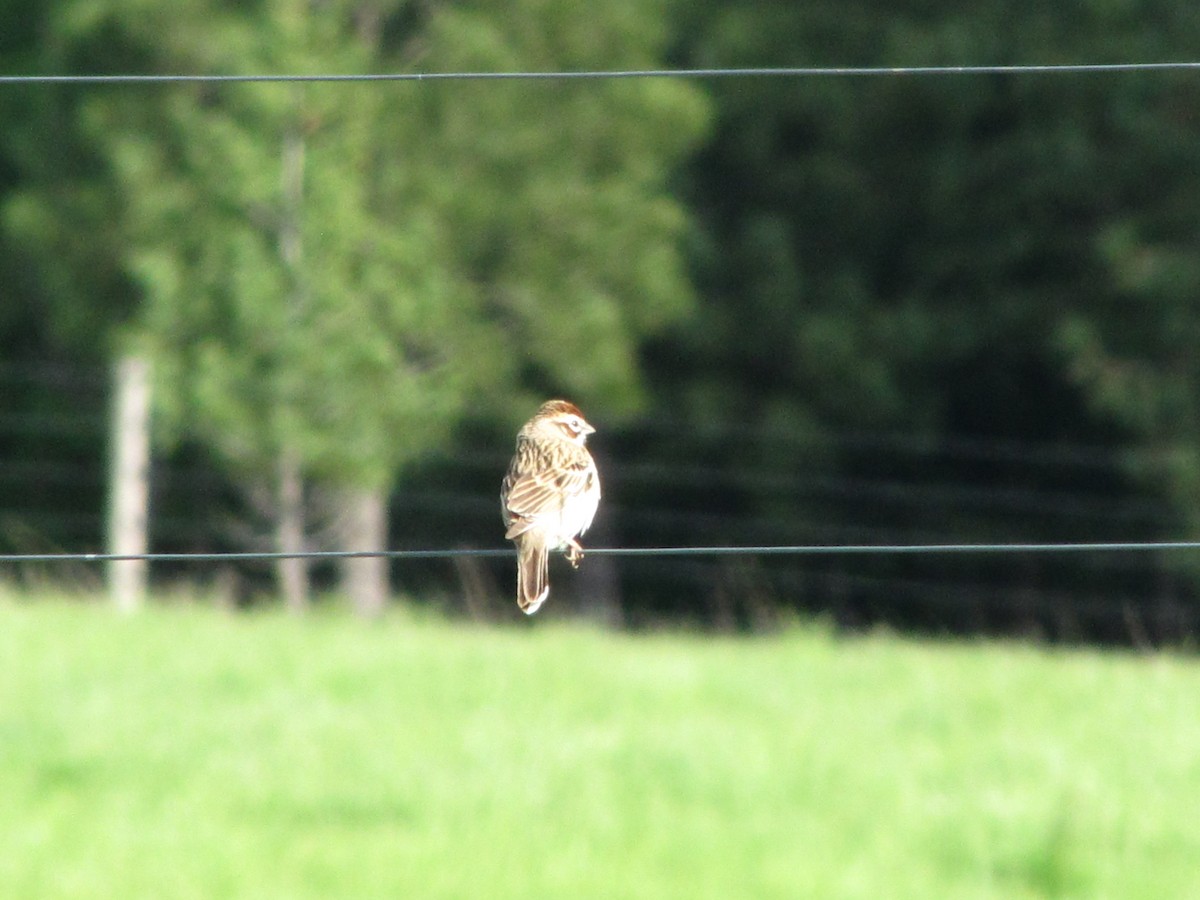 Lark Sparrow - Carl Lundblad