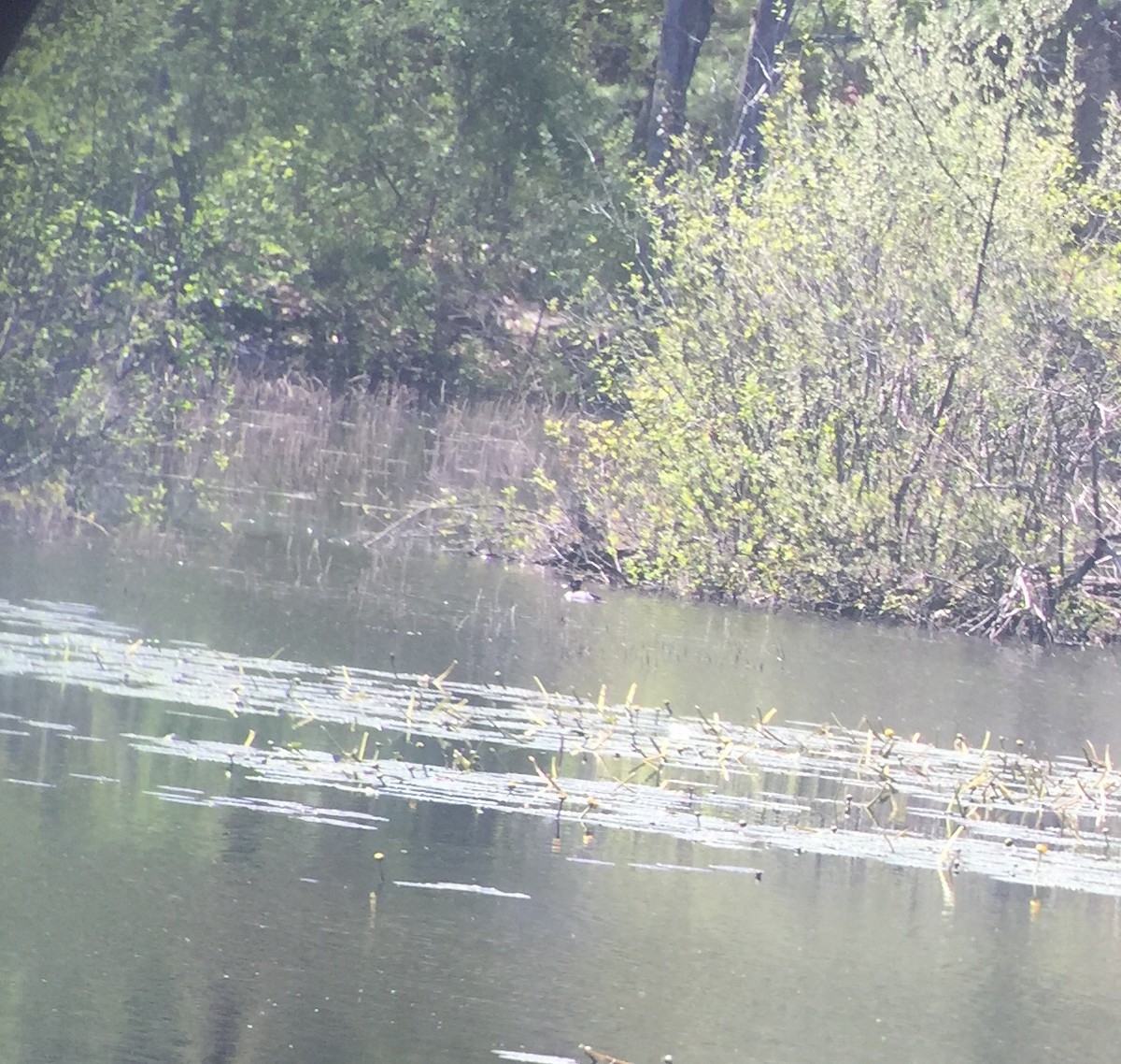 Ring-necked Duck - ML159652461