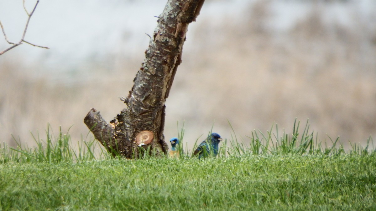 Lazuli Bunting - Aaron Ludwig