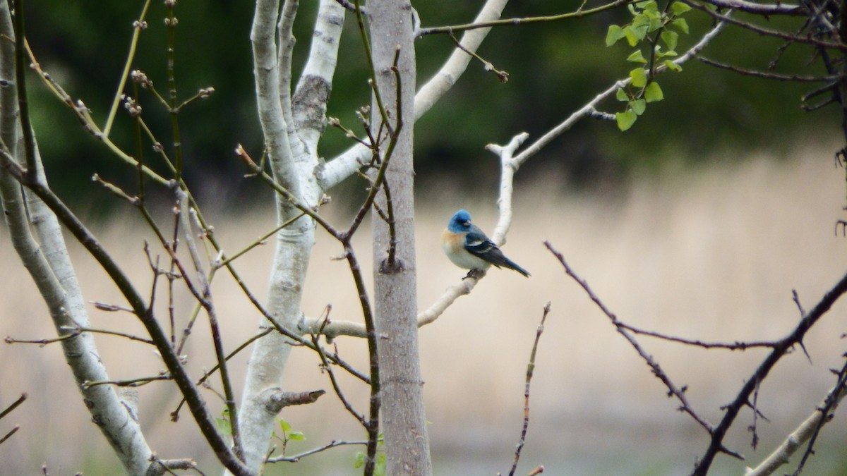 Lazuli Bunting - ML159652921