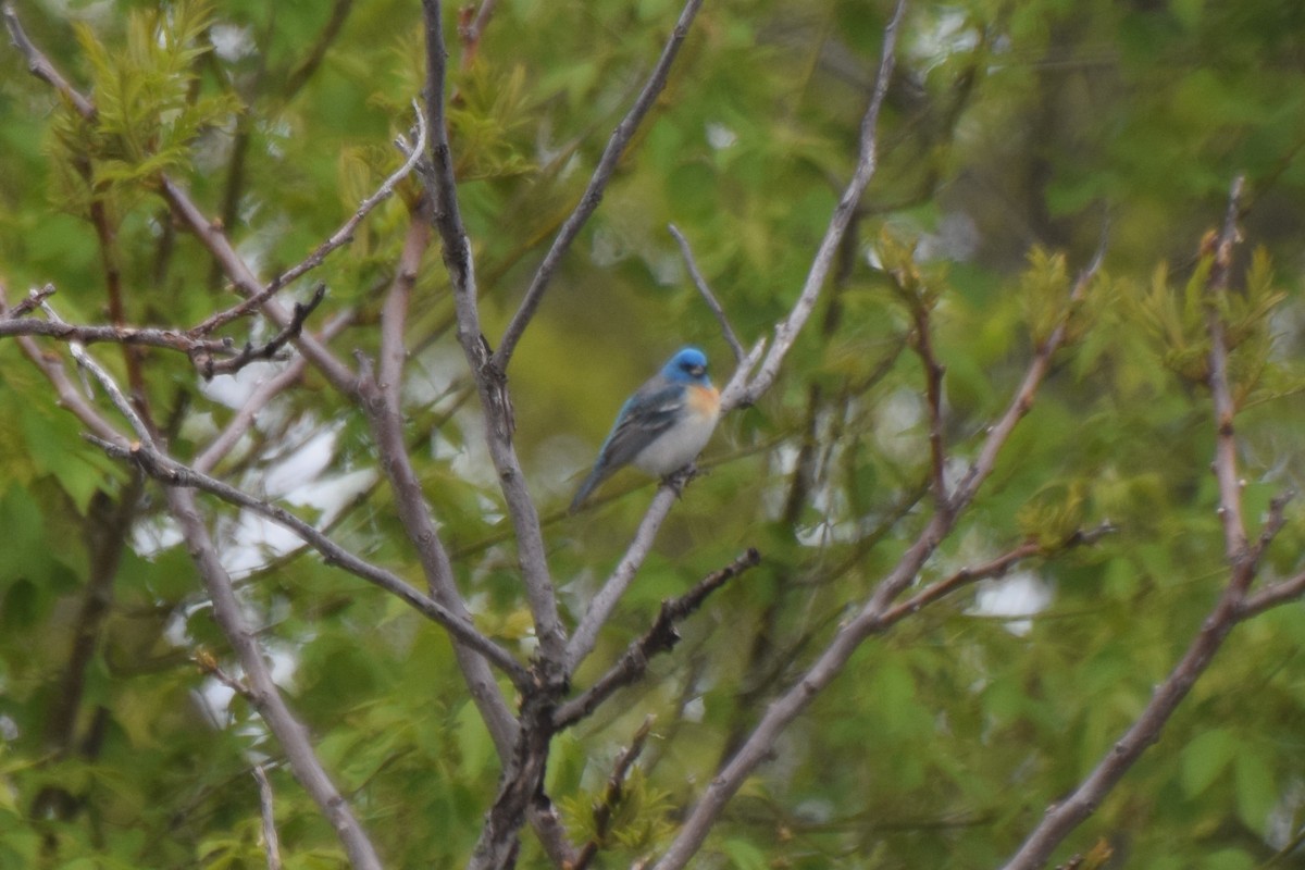 Lazuli Bunting - ML159653621