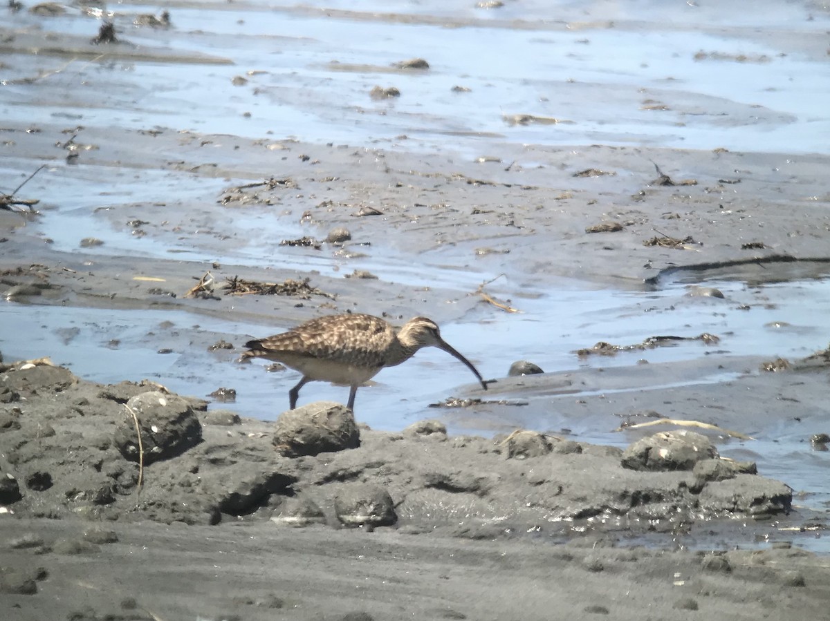 Whimbrel - ML159654231