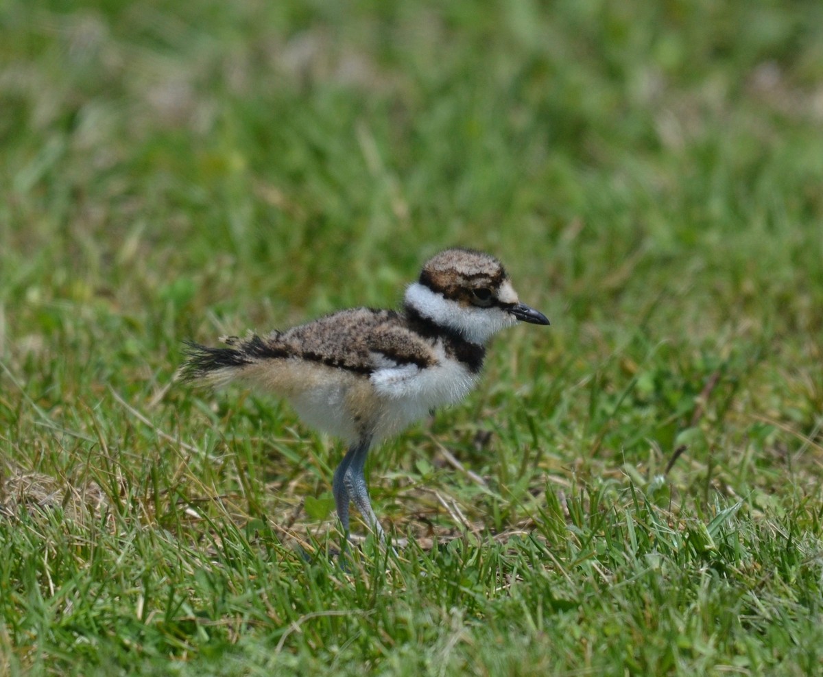 Killdeer - ML159655021