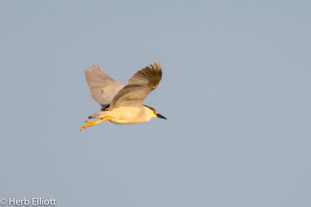 Black-crowned Night Heron - ML159655641