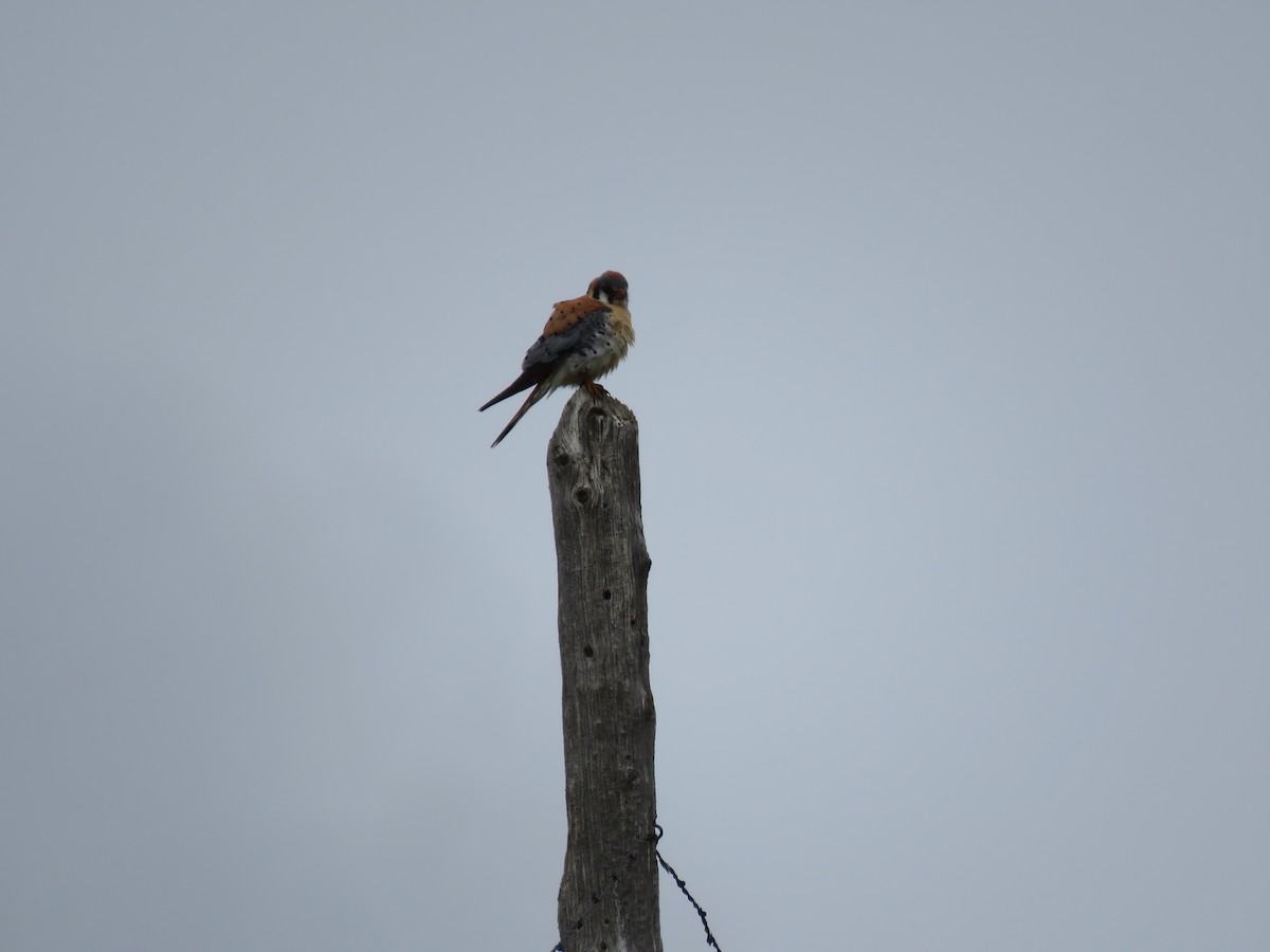 American Kestrel - ML159656511