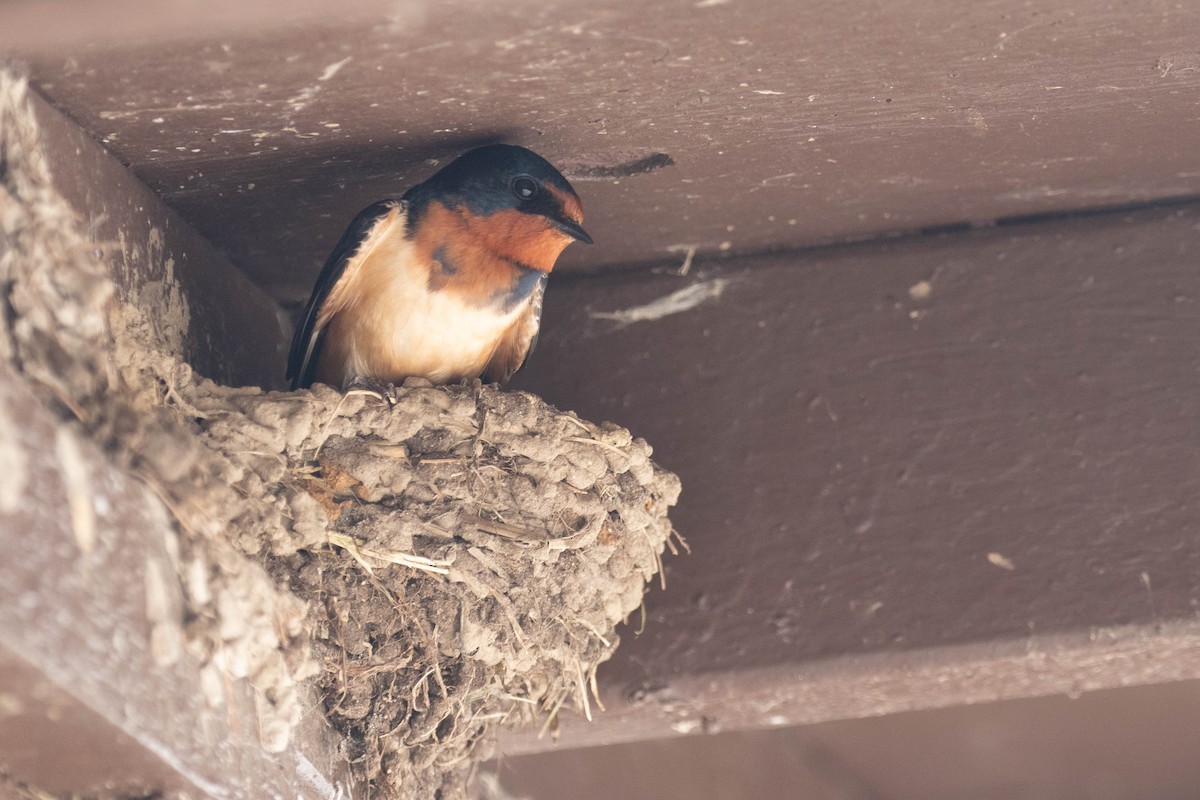 Barn Swallow - Christine Mason