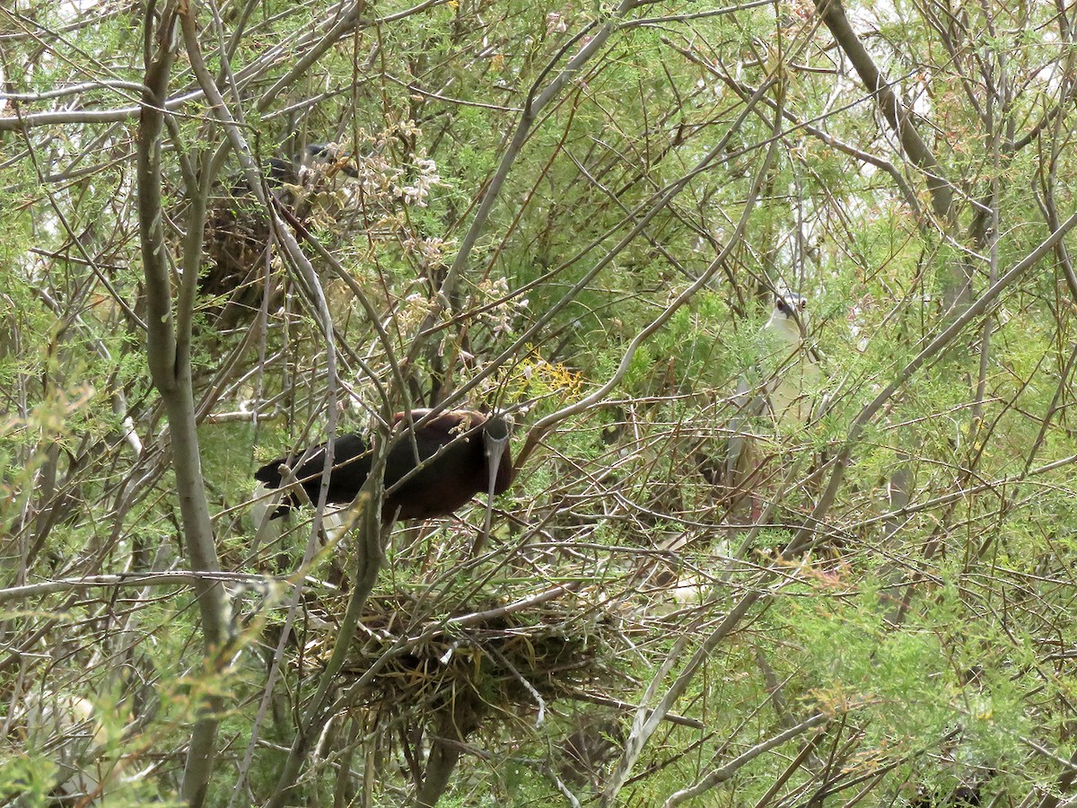 ibis hnědý - ML159657581