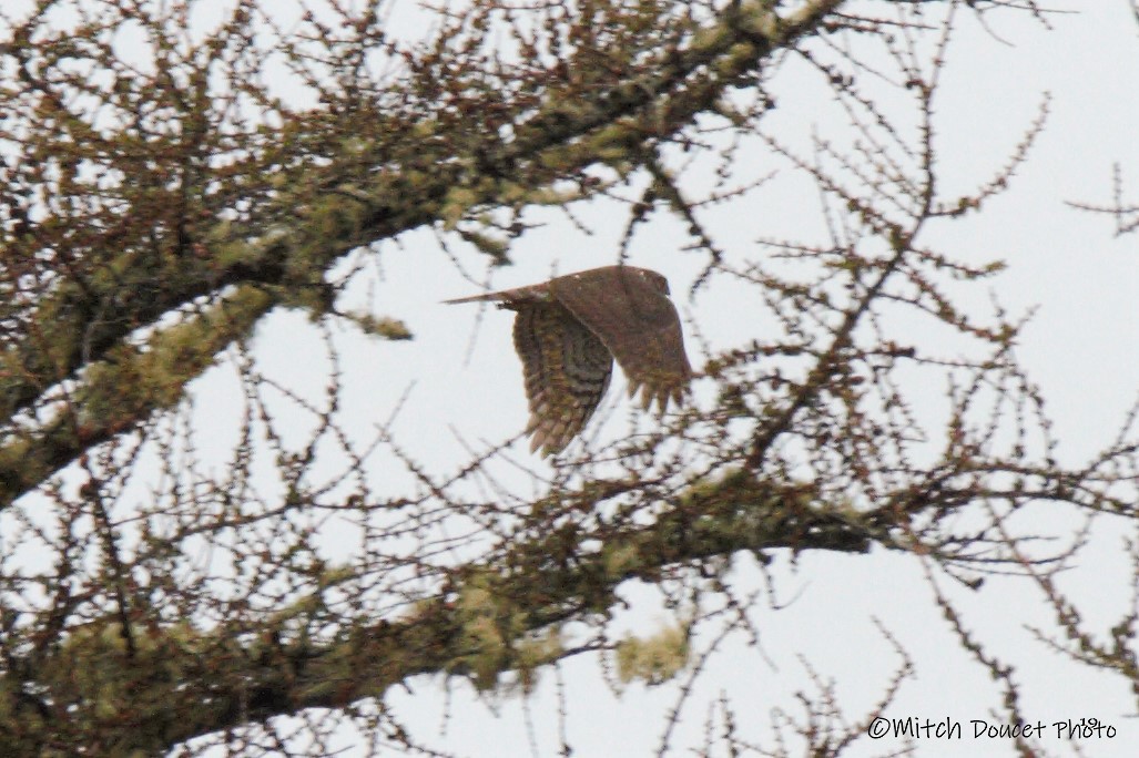 Sharp-shinned Hawk - Mitch (Michel) Doucet