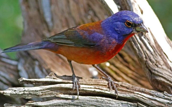 Varied x Painted Bunting (hybrid) - ML159658101