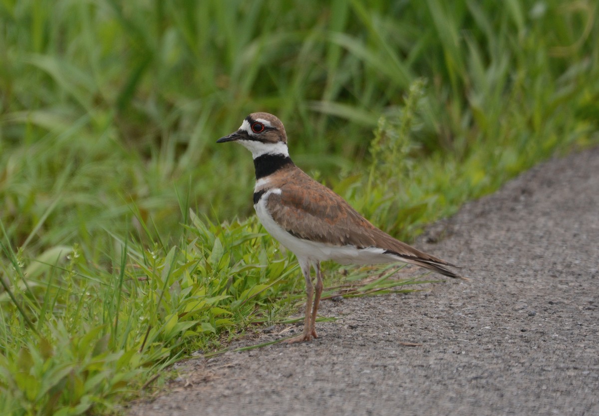 Killdeer - joe wolf