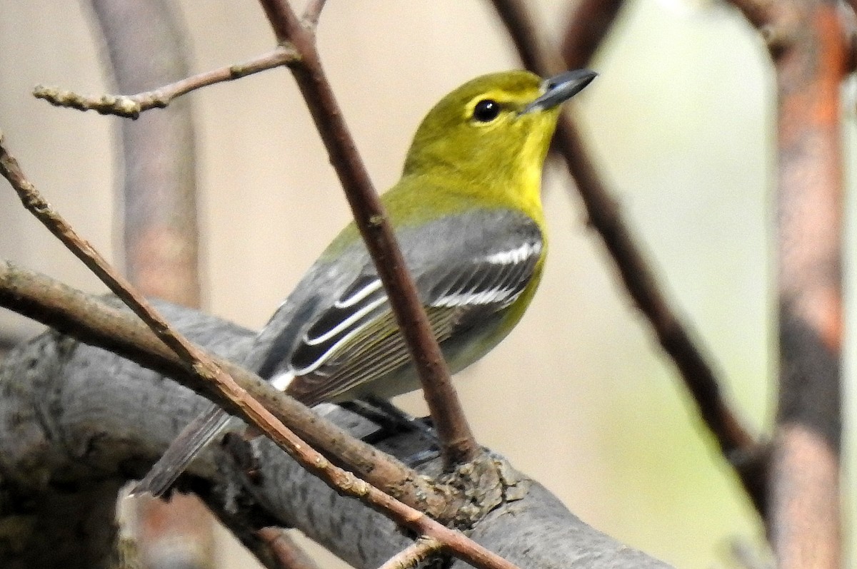 Yellow-throated Vireo - shelley seidman