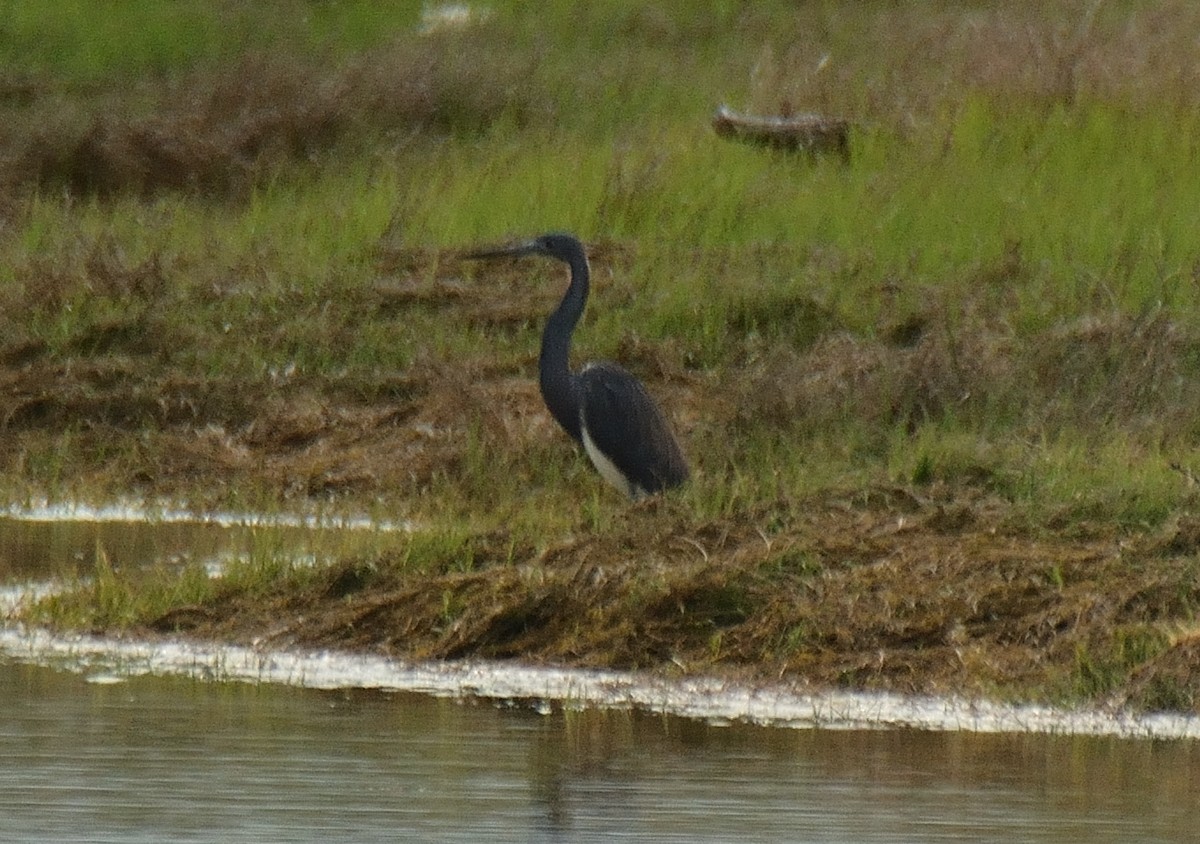 Tricolored Heron - ML159661991