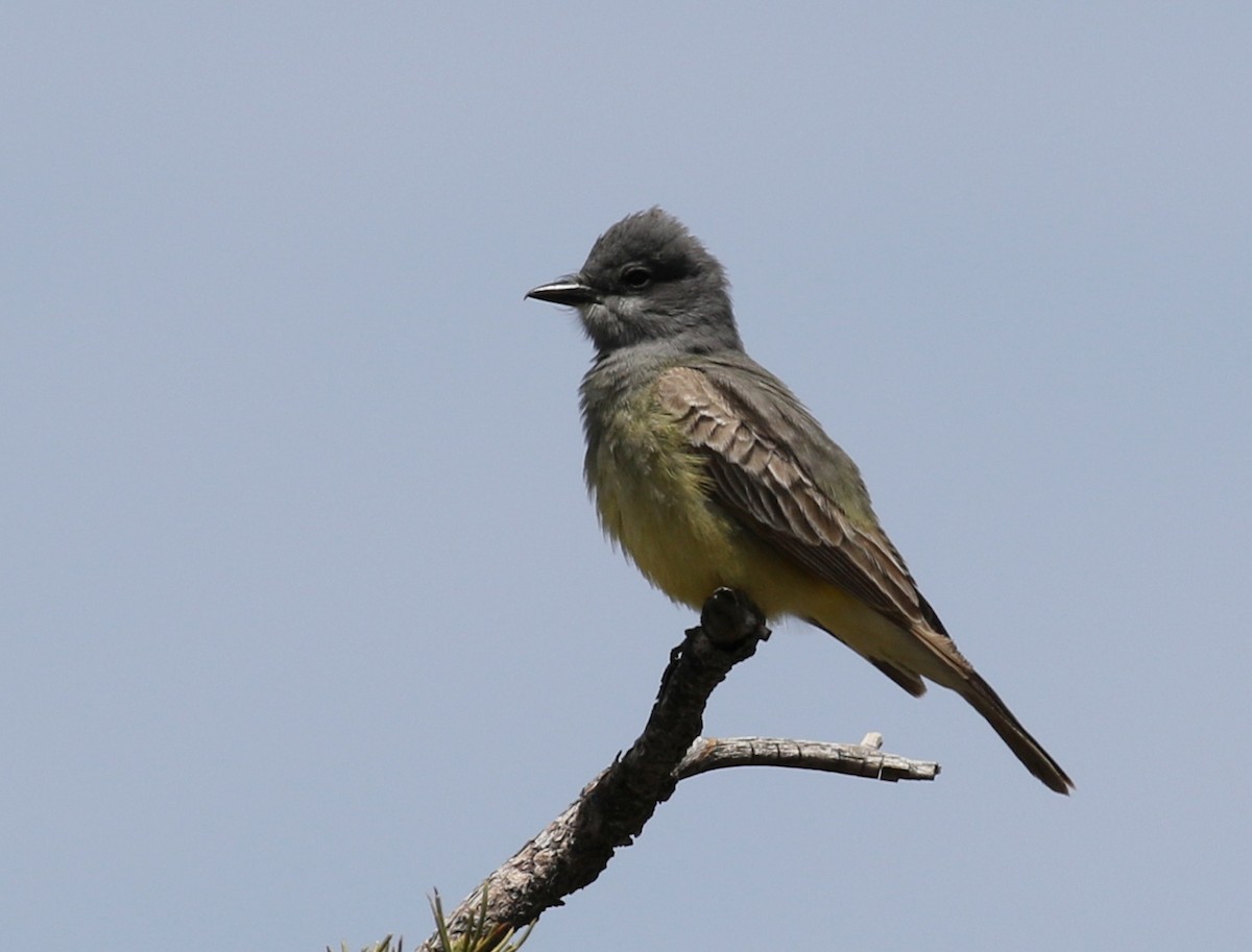 Cassin's Kingbird - ML159663041