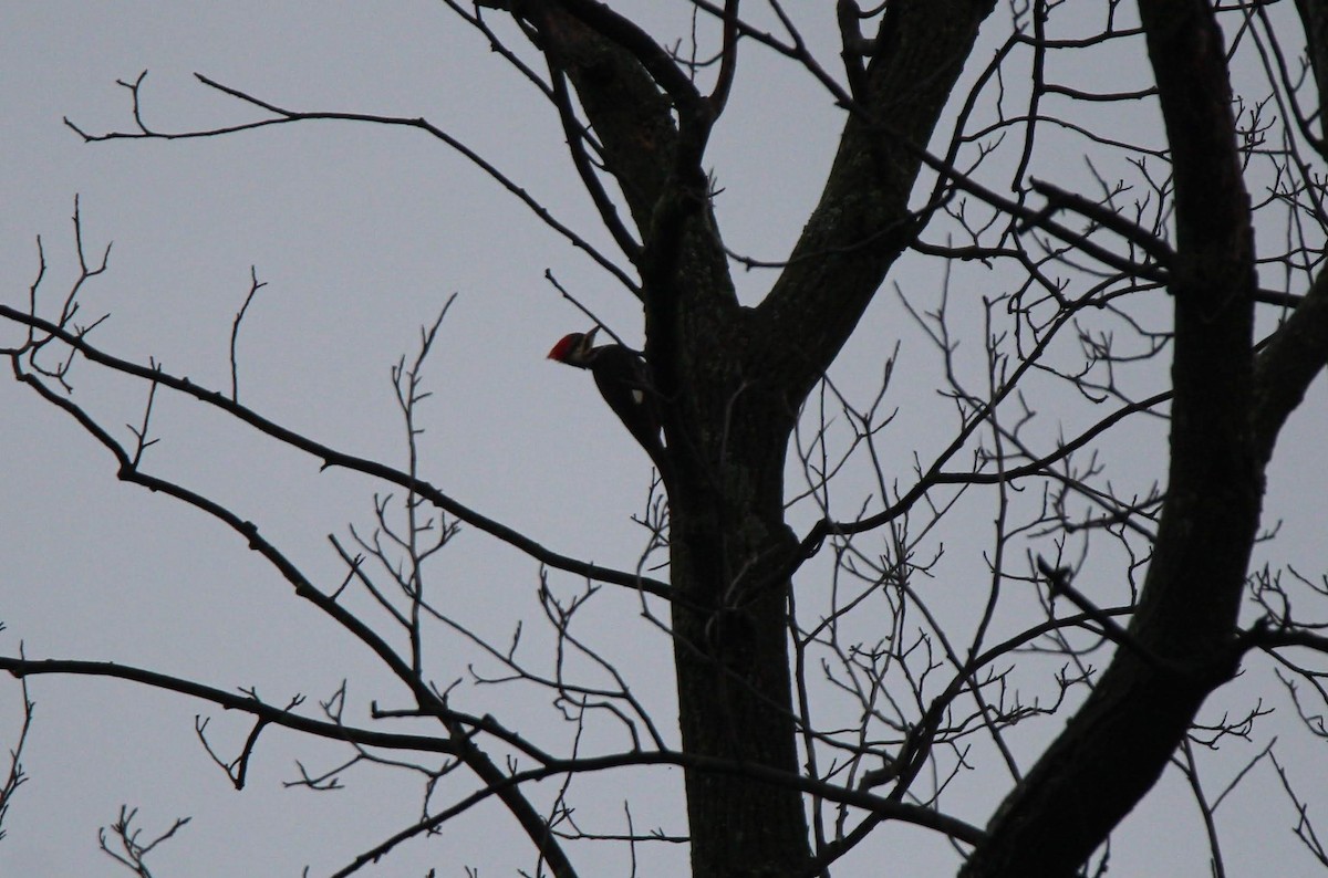 Pileated Woodpecker - Cliff VanNostrand