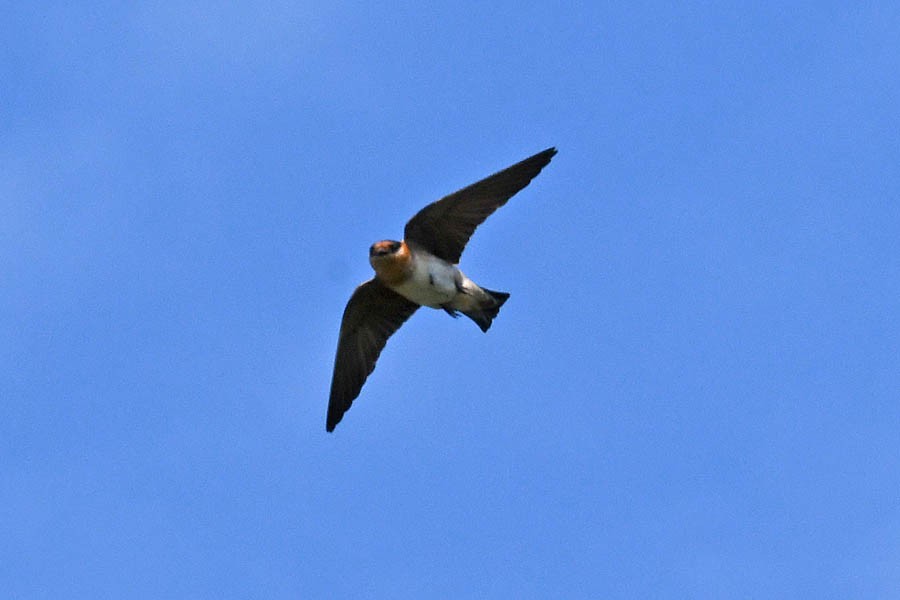 Cave Swallow - Troy Hibbitts