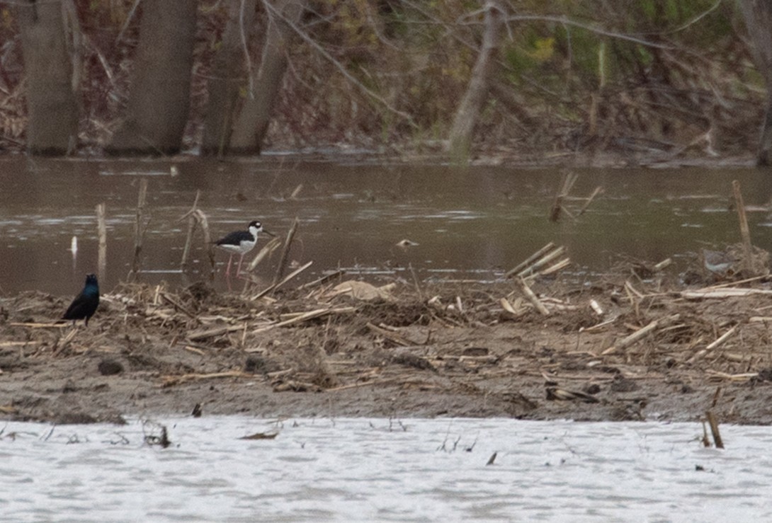 Black-necked Stilt - Sylvie Robert