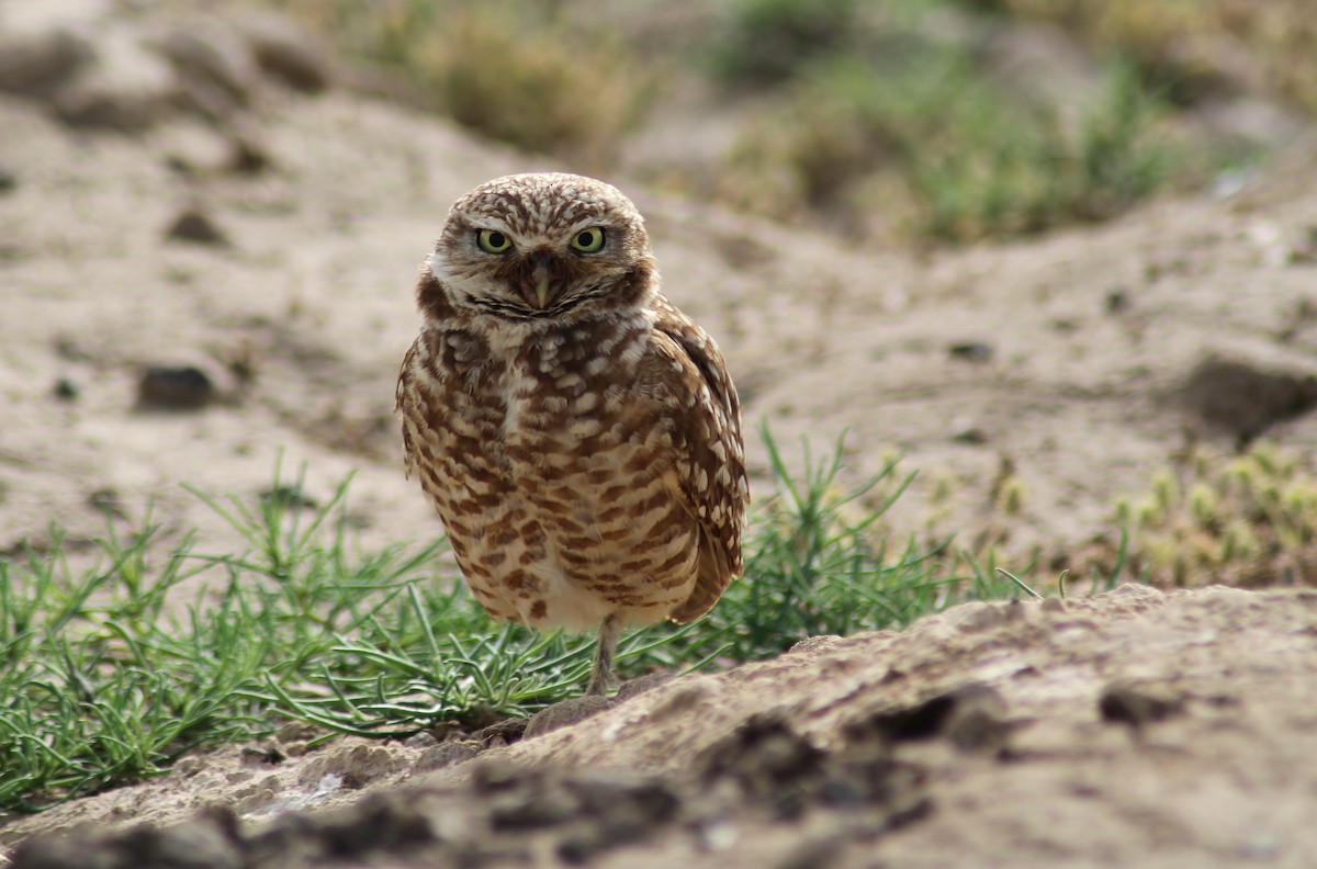 Burrowing Owl - Jared Peck