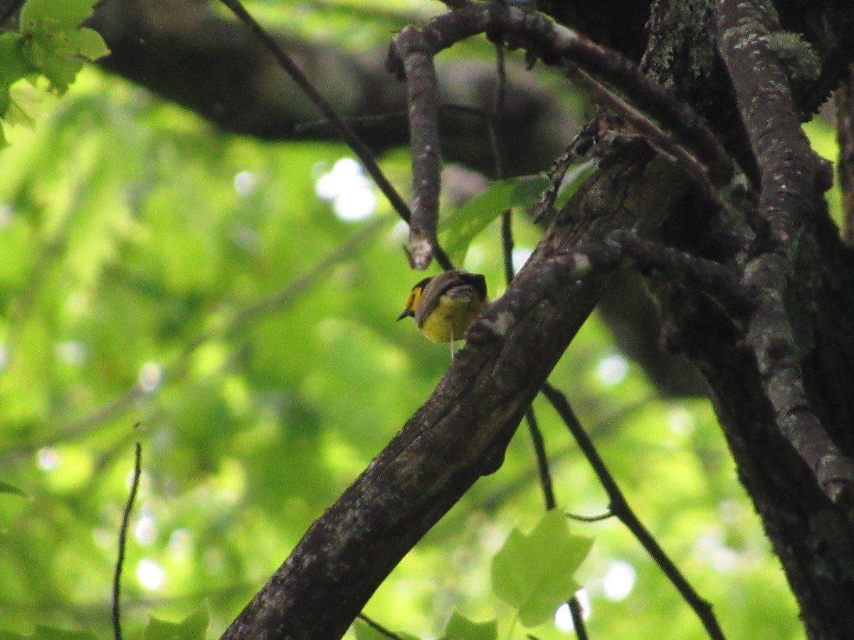 Hooded Warbler - ML159670101