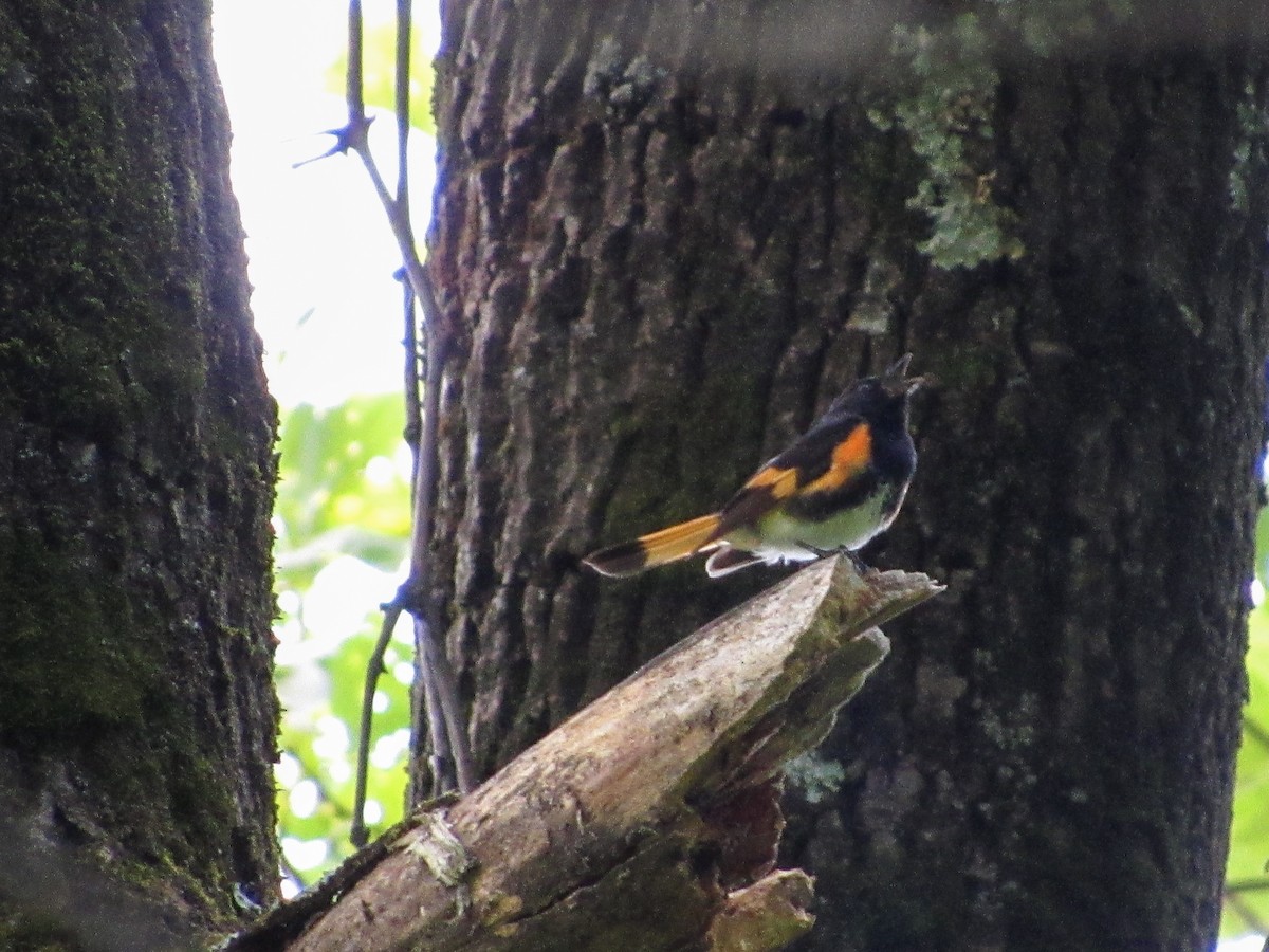 American Redstart - ML159670251