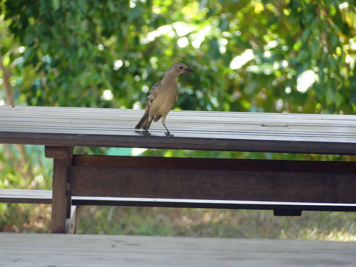 Great Bowerbird - ML159670501