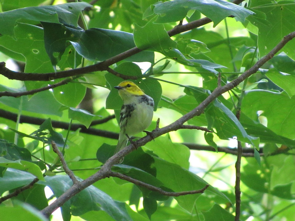 Grünmantel-Waldsänger - ML159670551