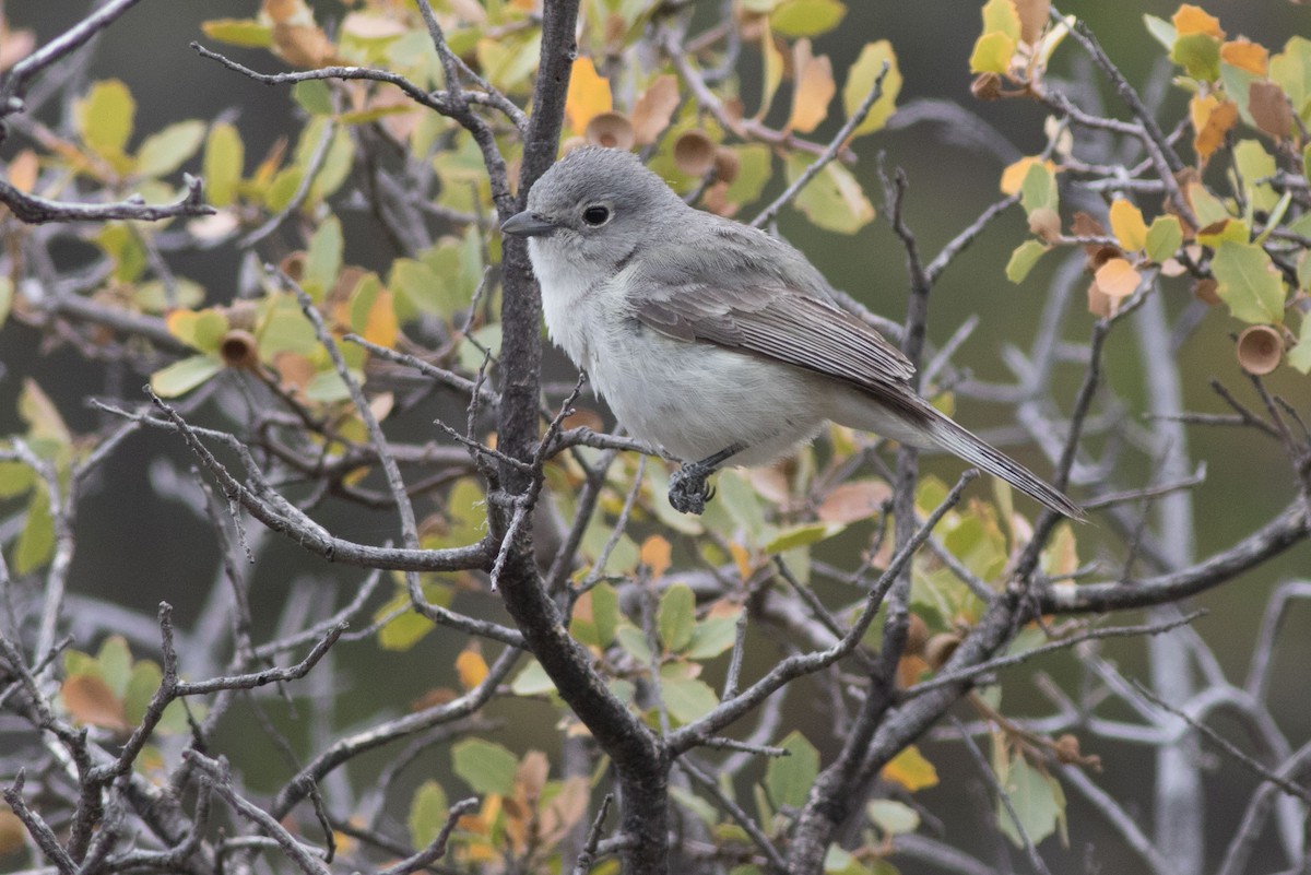 Gray Vireo - Joachim Bertrands