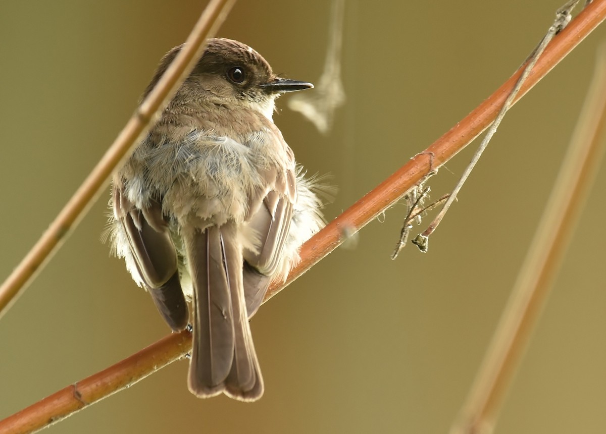 Eastern Phoebe - Don Carbaugh