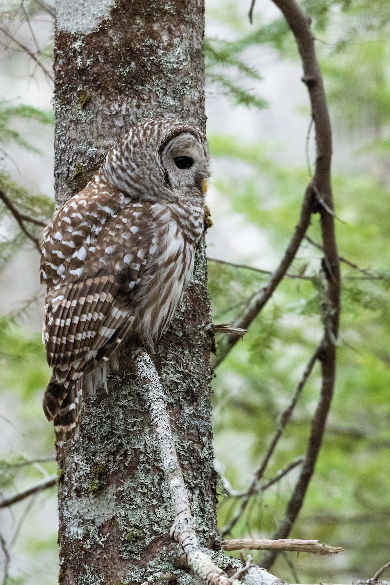 Barred Owl - ML159672401