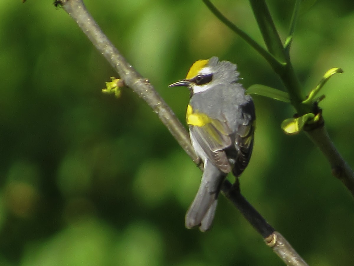 Goldflügel-Waldsänger - ML159672521