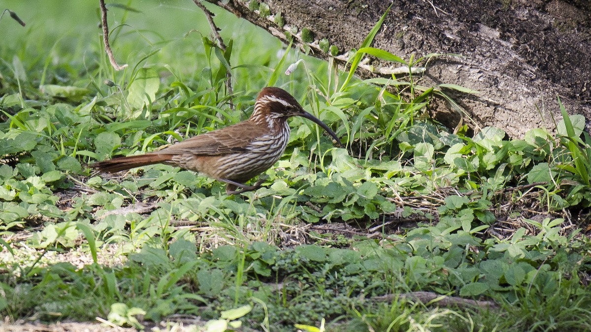 Scimitar-billed Woodcreeper - ML159672801