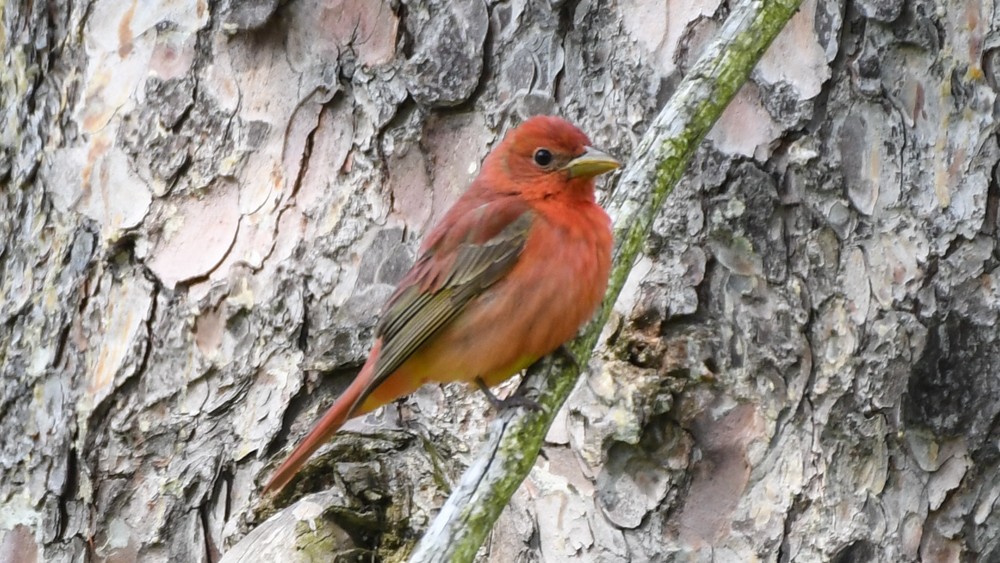 Summer Tanager - josh Ketry
