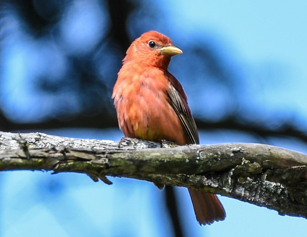 Summer Tanager - josh Ketry