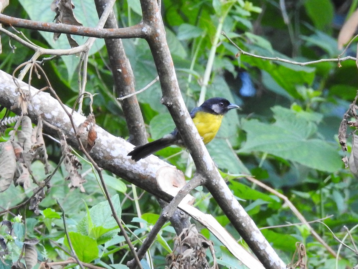 Santa Marta Brushfinch - ML159675921